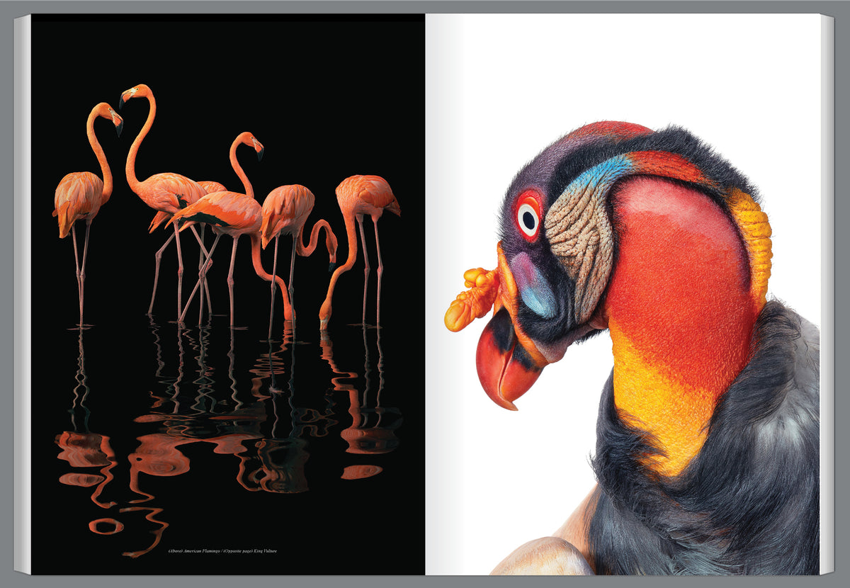 Graphis Journal Magazine 372